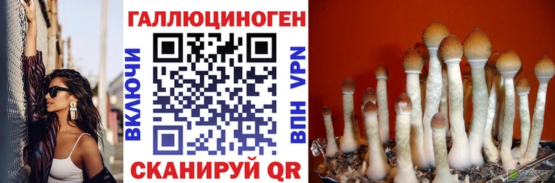 Псилоцибиновые грибы Psilocybine cubensis  Калязин 
